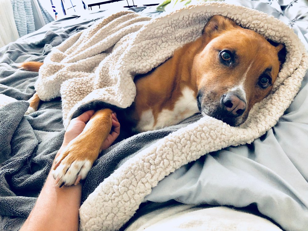 Pets in our beds