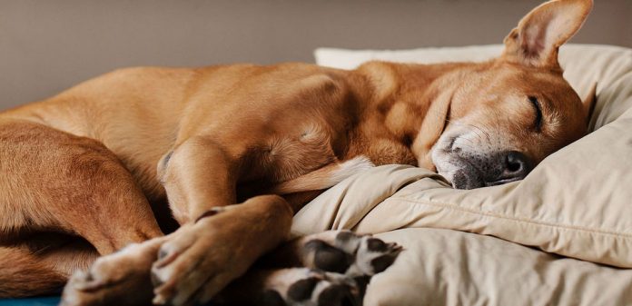 How much sleep do dogs need?