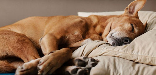 How much sleep do dogs need?